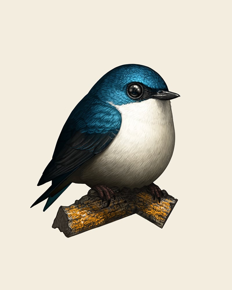 Image of Tree Swallow