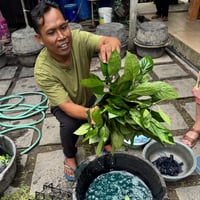 Image 15 of The Crafty Squirrel Bali  Indigo Tour - 10 to 19 June 2027