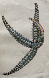 Image 6 of Seashore life and pattern a vintage King Penguin book