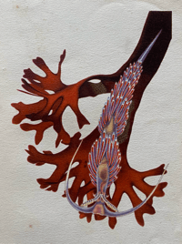 Image 8 of Seashore life and pattern a vintage King Penguin book