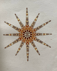 Image 7 of Seashore life and pattern a vintage King Penguin book