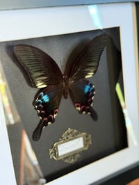 Image 2 of Papilio arcturus - 20x20cm