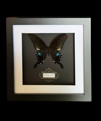 Image 1 of Papilio arcturus - 20x20cm