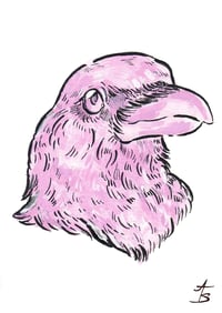 Chroma Crow (wild rose)