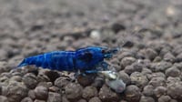 Image 2 of  Extreme Blue Bolt Caridina