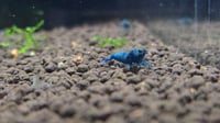 Image 3 of  Extreme Blue Bolt Caridina