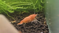 Image 4 of Peach Steel Caridina