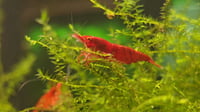 Image 1 of OE Red Demon Neocaridina