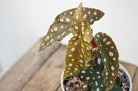 Image 3 of Polkadot Begonia | Begonia Maculata Wightii | 5.5" pot 