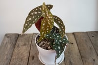 Image 4 of Polkadot Begonia | Begonia Maculata Wightii | 5.5" pot 