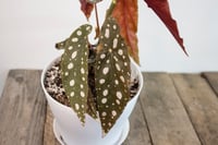 Image 5 of Polkadot Begonia | Begonia Maculata Wightii | 5.5" pot 