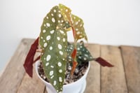 Image 1 of Polkadot Begonia | Begonia Maculata Wightii | 5.5" pot 
