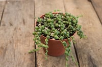 Image 1 of String of Pearls | Senecio Rowleyanus | 3" pot
