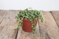 Image 2 of String of Pearls | Senecio Rowleyanus | 3" pot