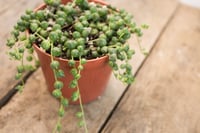 Image 3 of String of Pearls | Senecio Rowleyanus | 3" pot