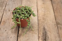 Image 4 of String of Pearls | Senecio Rowleyanus | 3" pot