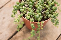 Image 5 of String of Pearls | Senecio Rowleyanus | 3" pot