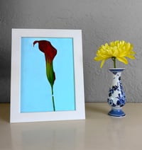 Image 5 of Calla Lily With Blue Background