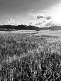 MARSH LANDSCAPE