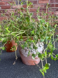 Image 3 of Weathered Teracotta Pot