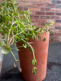 Image 1 of Tall Skinny Vintage Terracotta Pot 