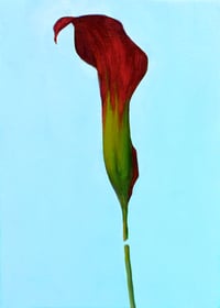 Image 1 of Calla Lily With Blue Background