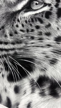 Image 5 of “Sovereign Stillness” gicleè print 