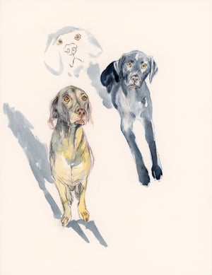 COMMISSION A STUDY of a Creature of your Affection