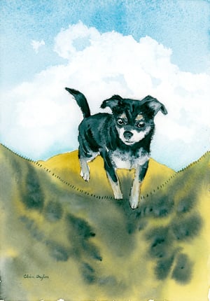 COMMISSION A STUDY of a Creature of your Affection