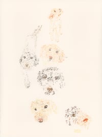 Image 24 of COMMISSION A STUDY of a Creature of your Affection (PET PORTRAIT)
