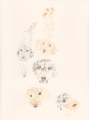 COMMISSION A STUDY of a Creature of your Affection