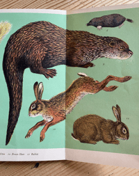 Image 3 of A Pantoscope Book Animals of the Open Country