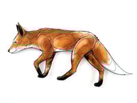 Image 1 of FINE ART PRINT " FOX A "