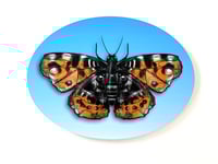 Image 1 of FINE ART PRINT " BUTTERFY A "