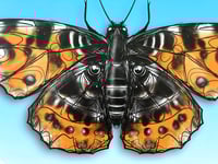 Image 3 of FINE ART PRINT " BUTTERFY A "