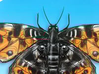 Image 4 of FINE ART PRINT " BUTTERFY A "