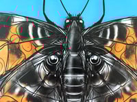 Image 5 of FINE ART PRINT " BUTTERFY A "