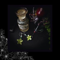 Image 5 of ☽ Bryonia Aestas ☾