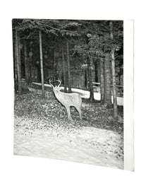 Image 2 of The Northeast Kingdom - Andrew Frost