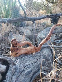 Image 1 of Entanglements