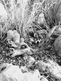 Image 4 of Entanglements