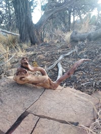 Image 5 of Entanglements