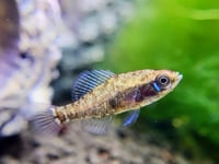 Image 3 of Elassoma Gilberti 