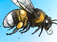Image 2 of FINE ART PRINT " BUMBLEBEE A "