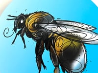 Image 5 of FINE ART PRINT " BUMBLEBEE B "