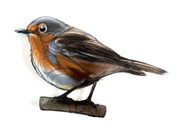 Image 1 of FINE ART PRINT " ROBIN "
