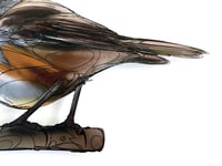 Image 3 of FINE ART PRINT " ROBIN "