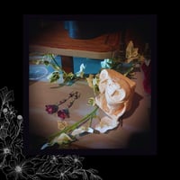 Image 5 of ☽ Malva Violina ☾