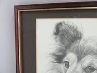 Image 6 of Framed Vintage Shetland Sheepdog Lithographic B&W Art Print by M J Sibley 