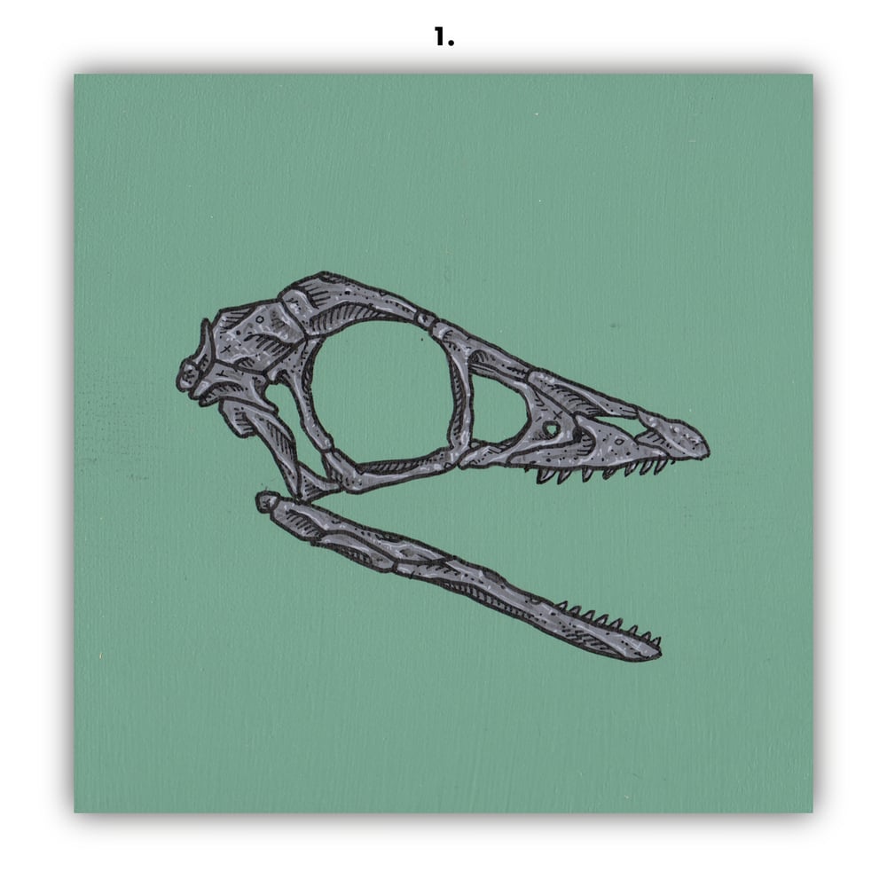 DINOSAUR SKULLS